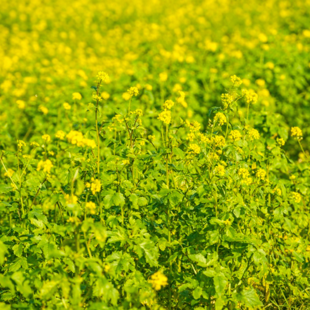 mustard seed plant growth Buy Mustard by Kings Seeds NZ online