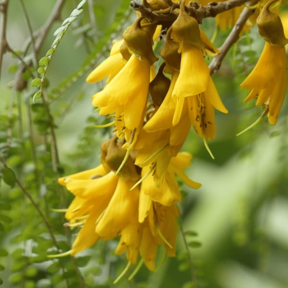 Buy Kowhai by Kings Seeds online Kings Seeds NZ