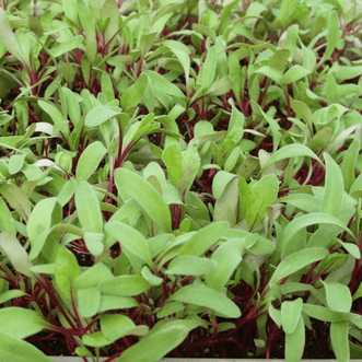 Kings Seeds Microgreens Beet Bulls Blood