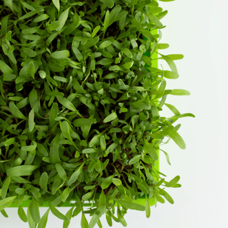 Kings Seeds Microgreens Beet Perpetual Spinach