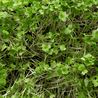 Kings Seeds Microgreens Broccoli for Micros