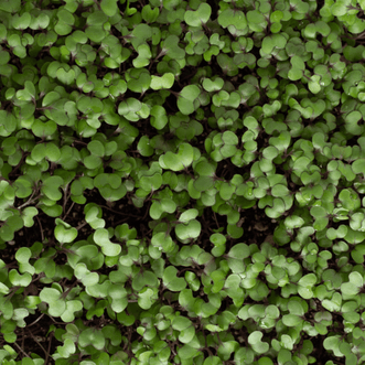 Kings Seeds Microgreens Cabbage Red