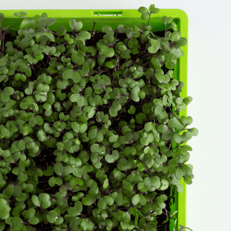 Kings Seeds Microgreens Cabbage Red