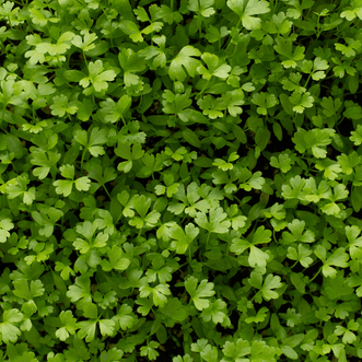 Kings Seeds Microgreens Celery for Cutting