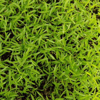 Kings Seeds Microgreens Chervil