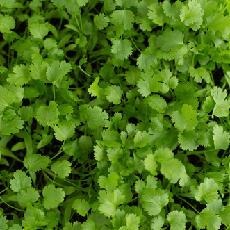 Kings Seeds Microgreens Coriander Picante