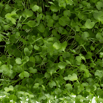 Kings Seeds Microgreens Daikon Radish for Micros