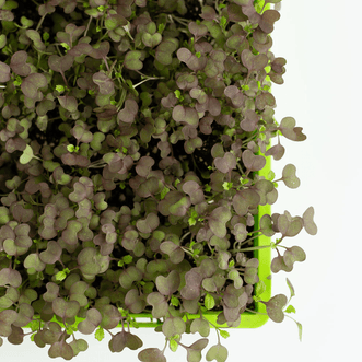 Kings Seeds Microgreens Kale Chinese Red