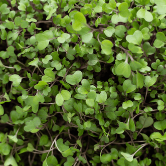 Kings Seeds Microgreens Kohlrabi Purple