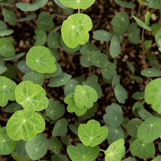 Kings Seeds Microgreens Nasturtium Blue Pepe