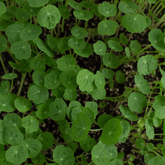 Kings Seeds Microgreens Nasturtium Verde