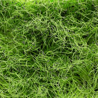 Kings Seeds Microgreens Onion