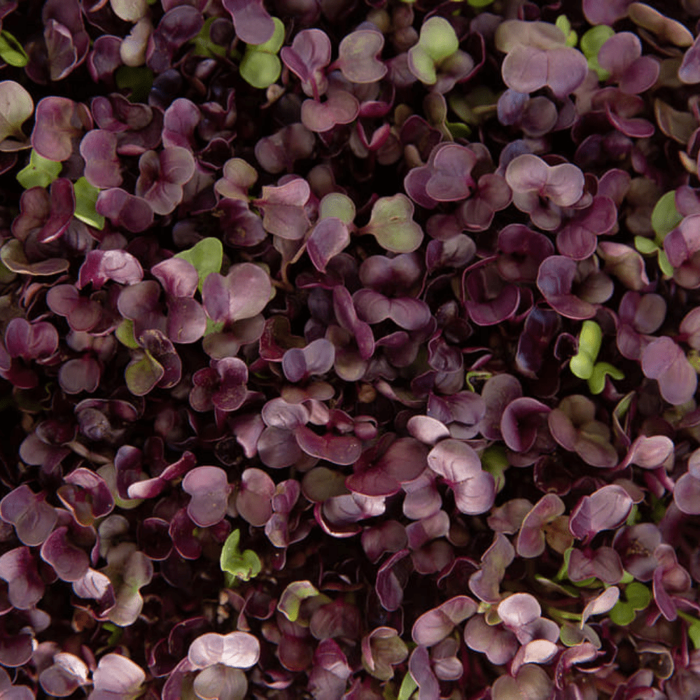 Buy Radish Rambo by Kings Seeds online - Kings Seeds NZ