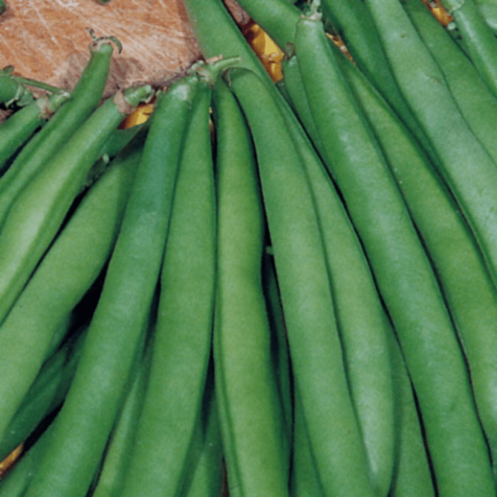 Buy Organic Bean Dwarf Faraday by Kings Seeds online Kings Seeds NZ