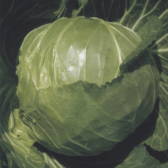 Kings Seeds Organic Organic Cabbage Green Express