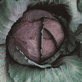 Kings Seeds Organic Organic Cabbage Red Express