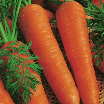 Kings Seeds Organic Organic Carrot Berlicum