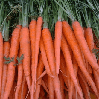 Kings Seeds Organic Organic Carrot Tendersweet