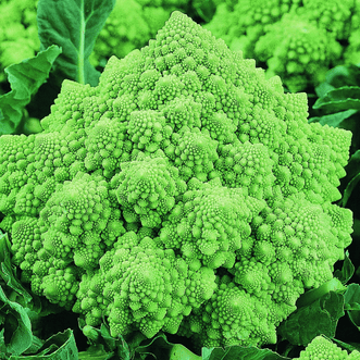 Kings Seeds Organic Organic Cauliflower Romanesco Early