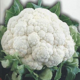Kings Seeds Organic Organic Cauliflower Snowball