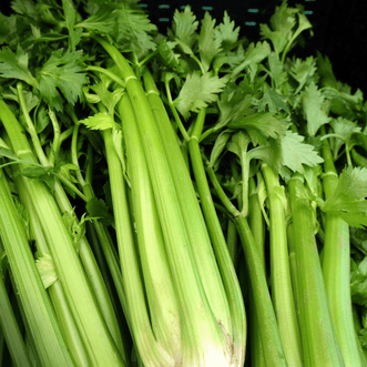 Kings Seeds Organic Organic Celery Giant Pascal