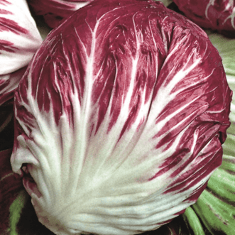 Kings Seeds Organic Organic Chicory Palla Rossa Early