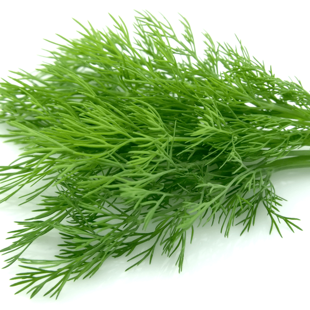 Buy Organic Dill by Kings Seeds online - Kings Seeds NZ