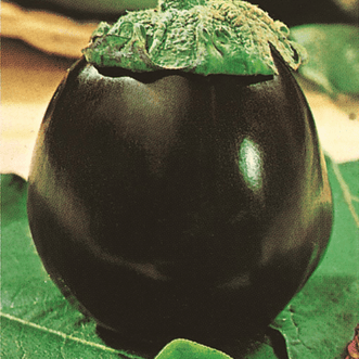 Kings Seeds Organic Organic Eggplant Black Beauty