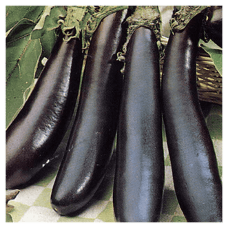 Kings Seeds Organic Organic Eggplant Long Purple