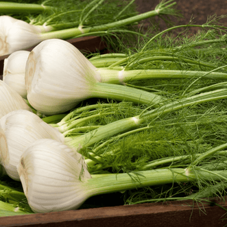 Kings Seeds Organic Organic Fennel Romanesco