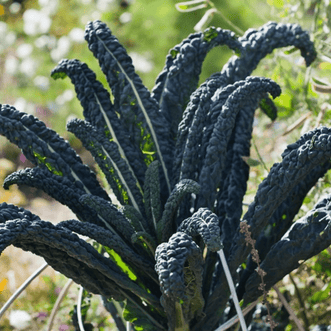 Kings Seeds Organic Organic Kale Tuscan Black