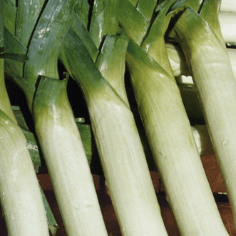 Kings Seeds Organic Organic Leek Carentan Giant