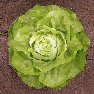 Kings Seeds Organic Organic Lettuce Attrazione