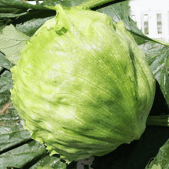 Kings Seeds Organic Organic Lettuce Iceberg