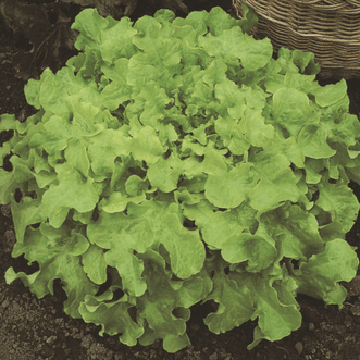 Kings Seeds Organic Organic Lettuce Green Salad Bowl