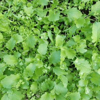 Kings Seeds Organic Organic Mesclun