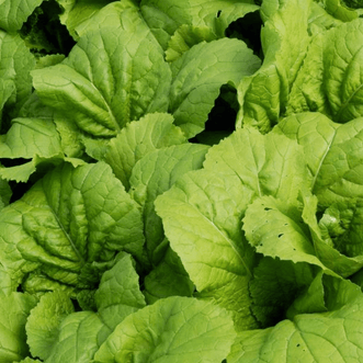 Kings Seeds Organic Organic Mustard Green Giant