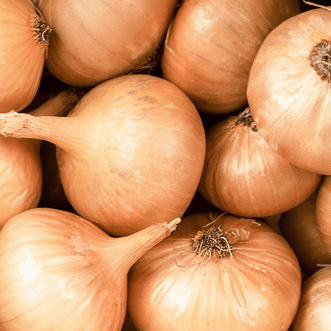 Kings Seeds Organic Organic Onion Stuttgart Long Keeper