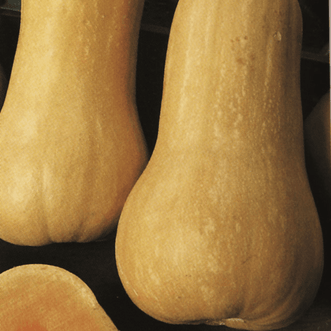 Kings Seeds Organic Organic Butternut Waltham