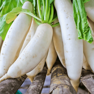 Kings Seeds Organic Organic Radish White Daikon