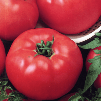 Kings Seeds Organic Organic Tomato Beefsteak Select