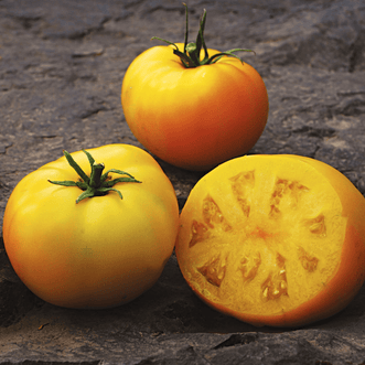 Kings Seeds Organic Organic Tomato Sean's Yellow