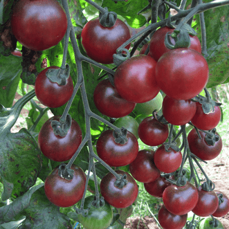 Kings Seeds Organic Organic Tomato Rosella