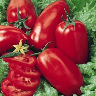 Kings Seeds Organic Organic Tomato Roma