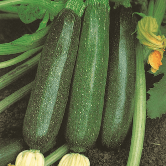 Kings Seeds Organic Organic Zucchini Black Beauty