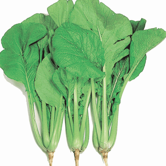 Kings Seeds Vegetables Komatsuna Mustard Spinach