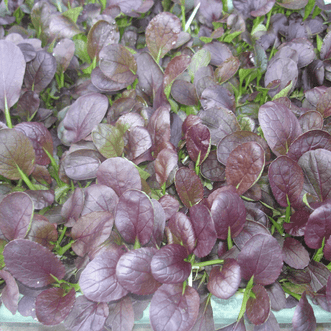 Kings Seeds Vegetables Komatsuna Red Leaf F1