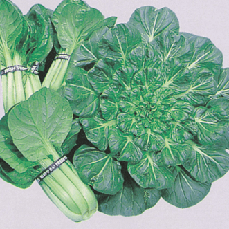 Kings Seeds Vegetables Tatsoi
