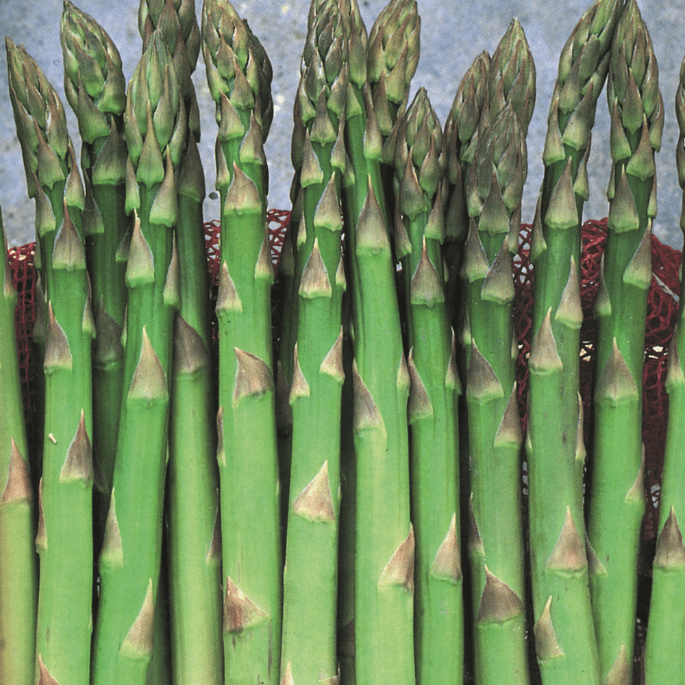 Buy Asparagus Mary Washington by Kings Seeds online Kings Seeds NZ