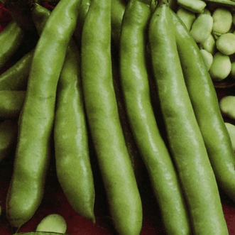 Kings Seeds Vegetables Broad Bean Coles Prolific